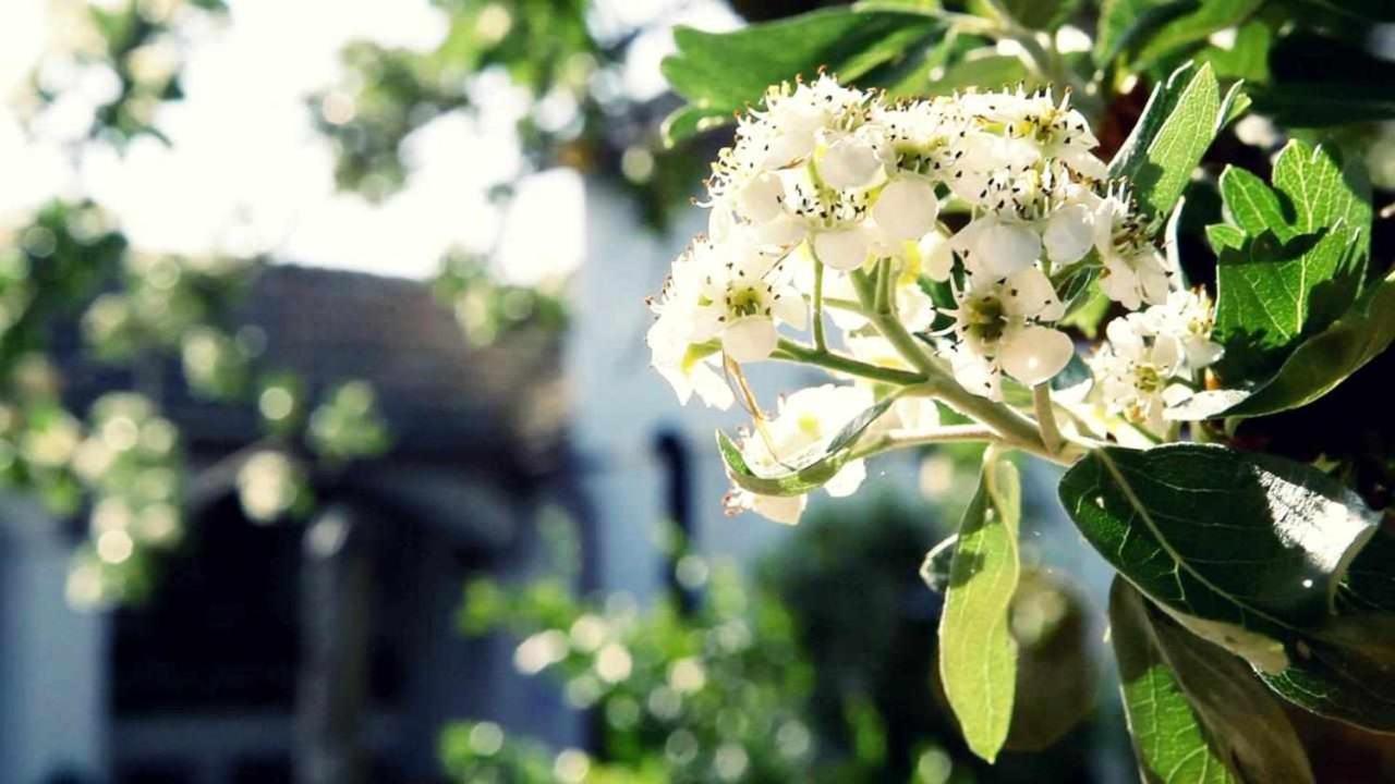 فيلا Escoznarفي Alojamiento El Cortijuelo المظهر الخارجي الصورة